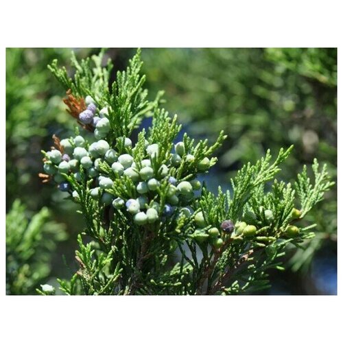    (. Juniperus virginiana)  20