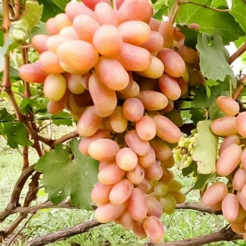 ���������� �������� ��������