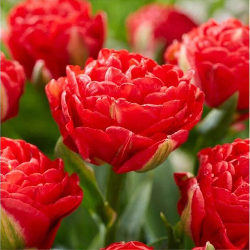 ���������� �������� ������, Chipollino flowers, ������� PAMPLONA (5 �������)