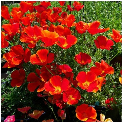 ���������� ������ ������ ��������� ����� ��������-������� 100 ��.