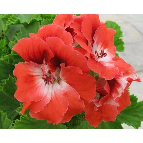 ���������� ������ ���������� ����������� �������� 4 �� (1 �������� (O))