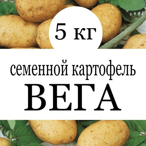 Картофель семенной клубни Вега 10 кг купить в Москве, Санкт-Петербурге, России и СНГ
