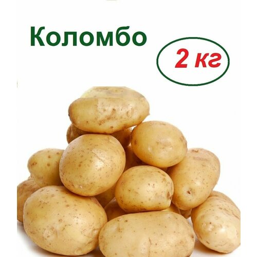 Семенной картофель Коломбо 2 кг купить в Москве, Санкт-Петербурге, России и СНГ