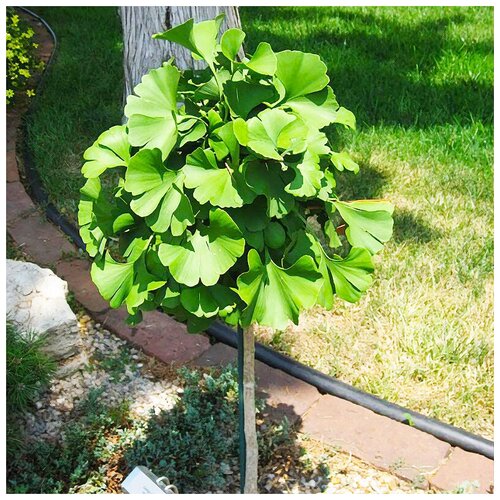 ���������� ������ ��������� ������ ������ ���������, 3 ��