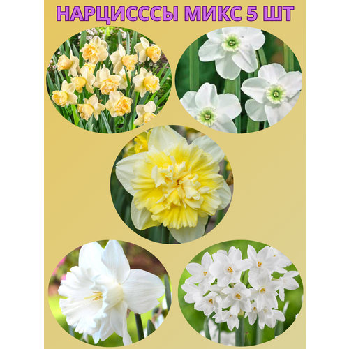 ���������� �������� ����������� �����, �������� 5 �� ����5