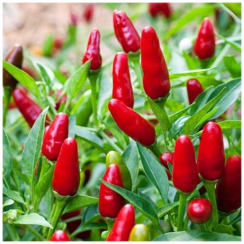 ���������� ������ ������ ����� ������ ������� �������� 5 ��.