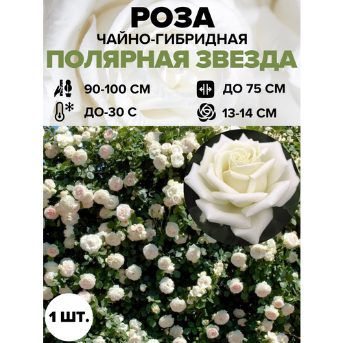 ���������� ���� �������� ������ �����-��������� 1 ��.