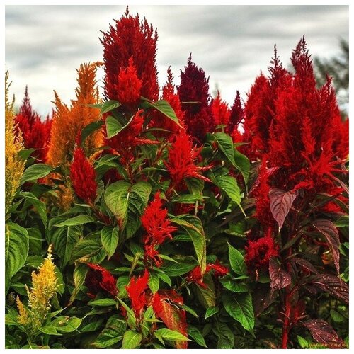 ���������� ������ ������ ������� ������� �������� 100 ��.