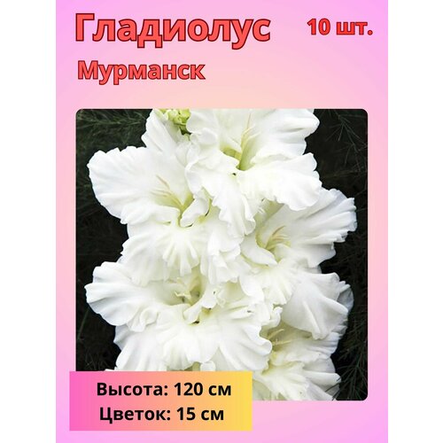 ���������� ��������� ���������������, �������� ���������� 10 ��