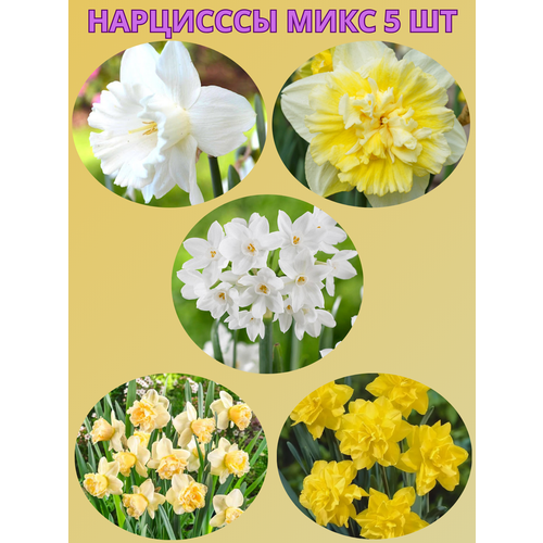 ���������� �������� ����������� �����, �������� 5 �� ����1