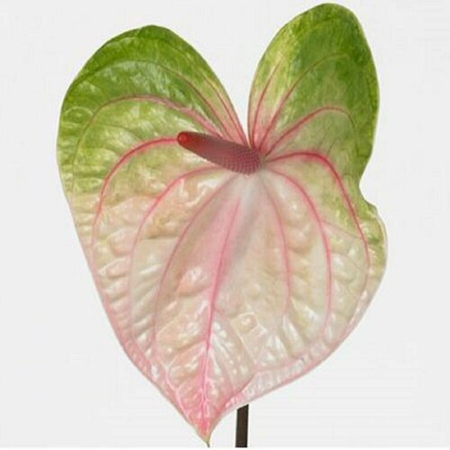   , Anthurium Acura, 