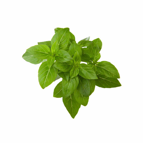 Click And Grow   Click And Grow Dwarf Basil Plant Pods 3 .    Click And Grow     , -, 