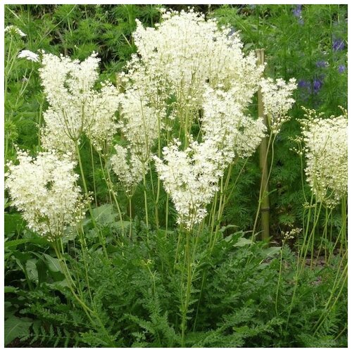 ���������� ������ ������ �������� �������������� 40 ��.