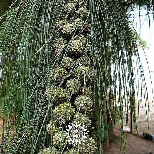 ���������� ������ ��������� ����������� (���. Casuarina equisetifolia) 10�� �� Green Legacy