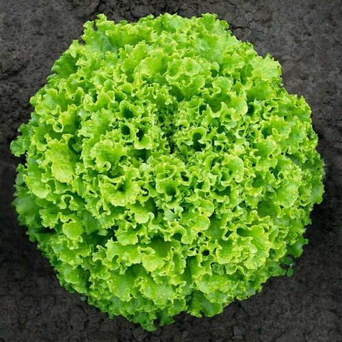 ���������� ����� ������, ������������ ���� �������-�������� ����� ���������������� ��� ����������� � �������-������ ������, 20 �����