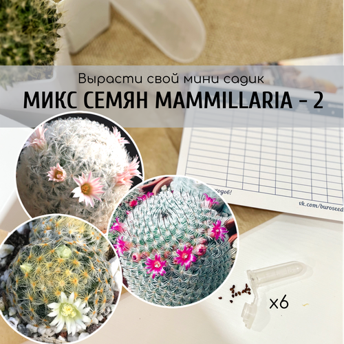          (Mammillaria schiedeana / plumosa / haageana ssp. elegans)       , -, 