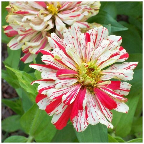 ���������� ������ ������ ������ ����� ������ 35 ��.