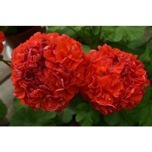 ���������� ������ ���������� ��������� �������� ����� ����� ���� 4 �� (1 �������� (O))