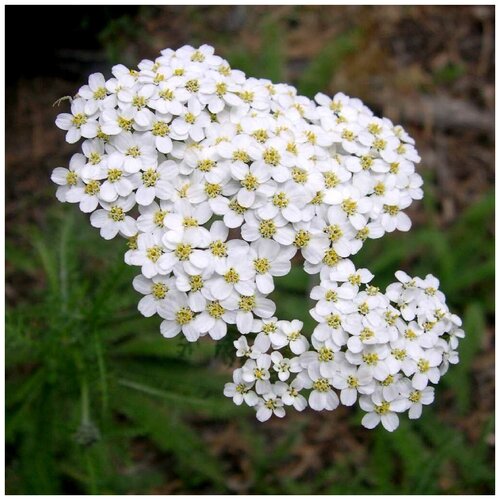 ���������� ������ ������ ������������� ������������ ����� � ������� 100 ��.