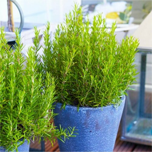 ���������� �������� ������������� ��������, ������, 20 ��