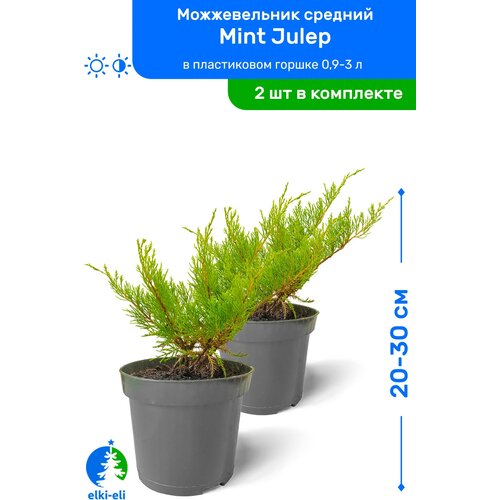    Mint Julep ( ) 20-30     0,9-3 , ,   ,   2 