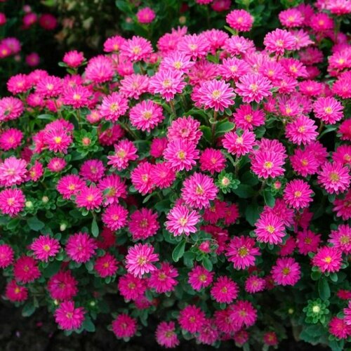 ���������� ����� ������� �������, ���������� ���������� ����������� ��������, ���������� ������ ��������� �������� ������������� ��������� ����������, 35 �����