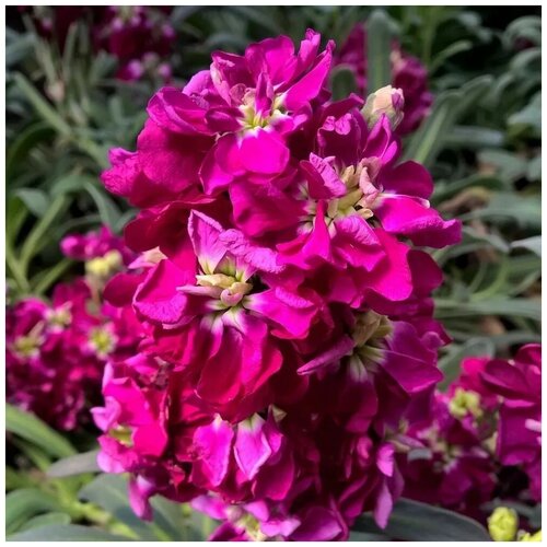 ���������� ������ ������ �������� ��� ����� 100 ��.