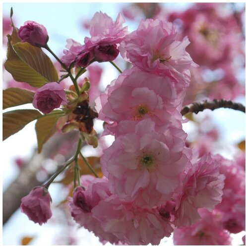 ���������� ������ ������ ������, ����� �������������� 10 ��.