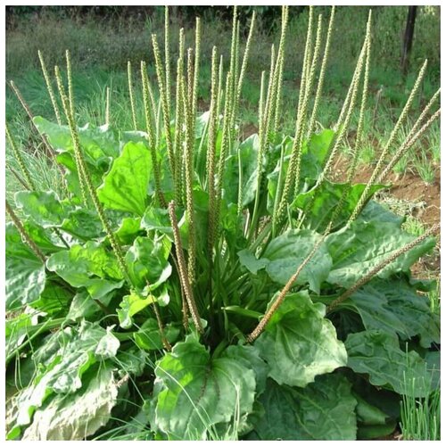 ���������� ������ ������ ���������� ������� 50 ��.