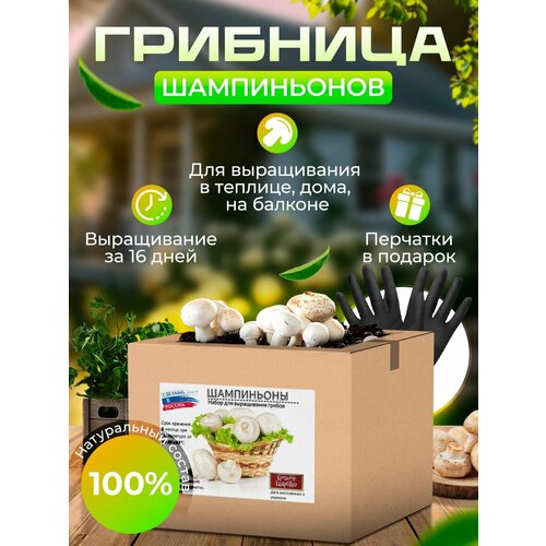 ���������� ����� ��� ���� 