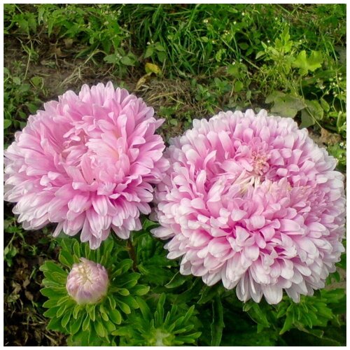 ���������� ������ ������ ����� ���� ����������� ����� 50 ��.