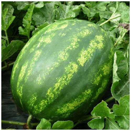 ���������� ������ ������ ����� ������� 10 ��.