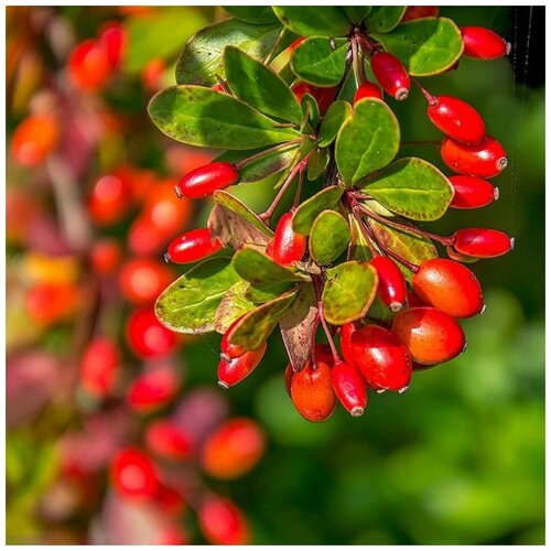 ���������� ������ ������ �������� ������������ 15 ��.