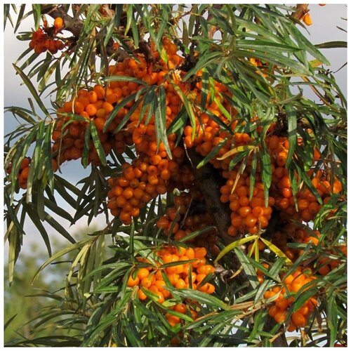 ���������� ������ ������ �������� ������������� 50 ��.