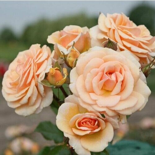 ���������� ���� ���������� ���� ����� 2 ��