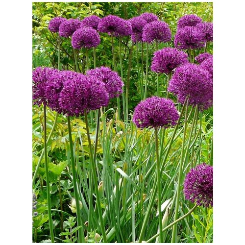      (Allium purple), 30    , -, 