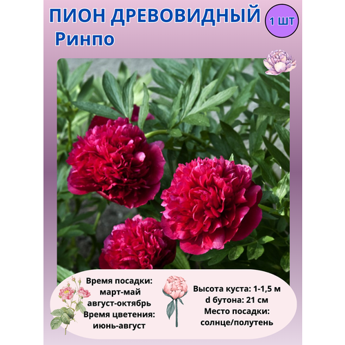 ���������� ���� ����������� �����, ����������� ����� ��� ����