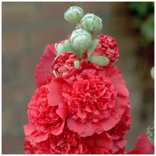 ���������� ������ ������ ����-���� ������ �������� ������-������� 15 ��.