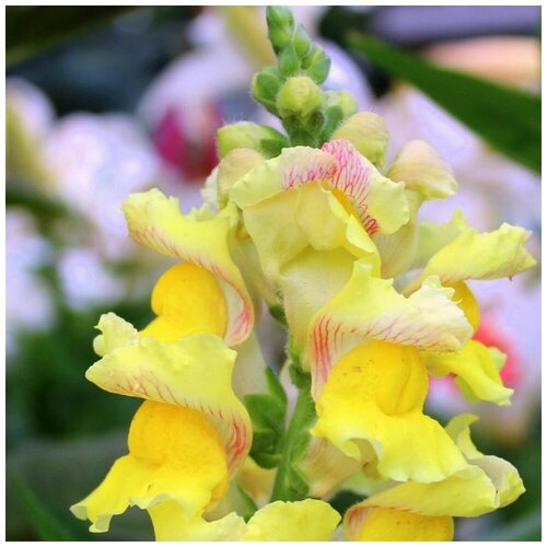 ���������� ������ ������ ������� ��� �������������� ����������� 100 ��.