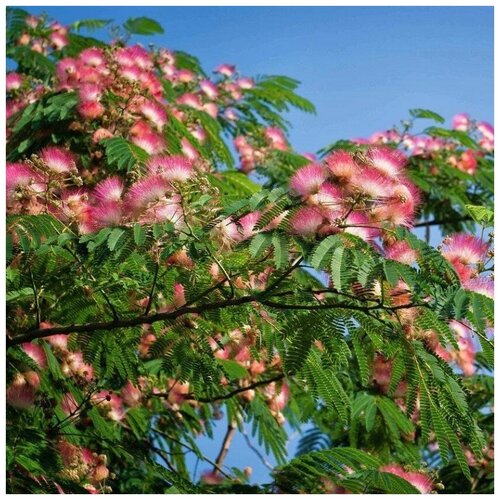 ���������� ������ ������ �������� ������������ 10 ��.