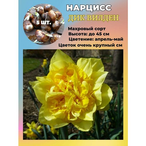 ���������� ������� ��������, �������� 5 ����