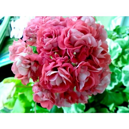 ���������� ������ ���������� ���������� ��������� ���� ������� 4 �� (1 �������� (O))