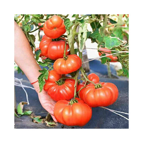 ���������� ������ ������� ��������� �������� F1 (8 ��.)