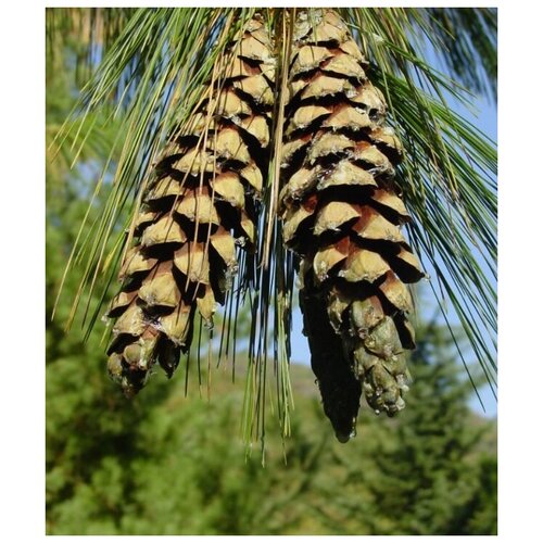 ���������� ������ ������ ����� ������� ����������� �������� 15 ��.