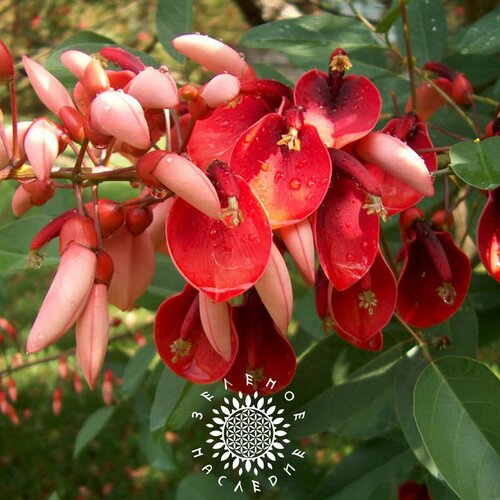   -   -   (. Erythrina crista-galli) 10   , -, 