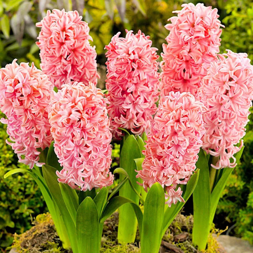 ���������� �������� ������, botanica garden, ������� ���� �����, 2 �����