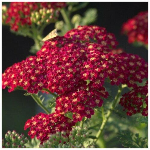 ���������� ������ ������ ������������� ������� ������ 100 ��.