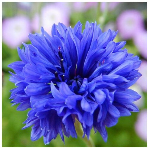 ���������� ������ ������ ������ ��� �������� 30 ��.