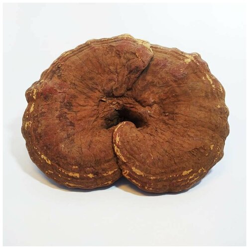 ���������� ����� ���� 50 �