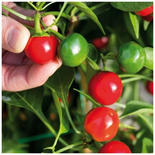 ���������� ������ ������ ����� ������ ������ ������� 5 ��.